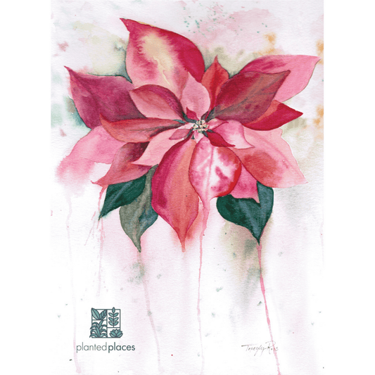 Poinsettia Notecard Set - 10 cards (1 design)