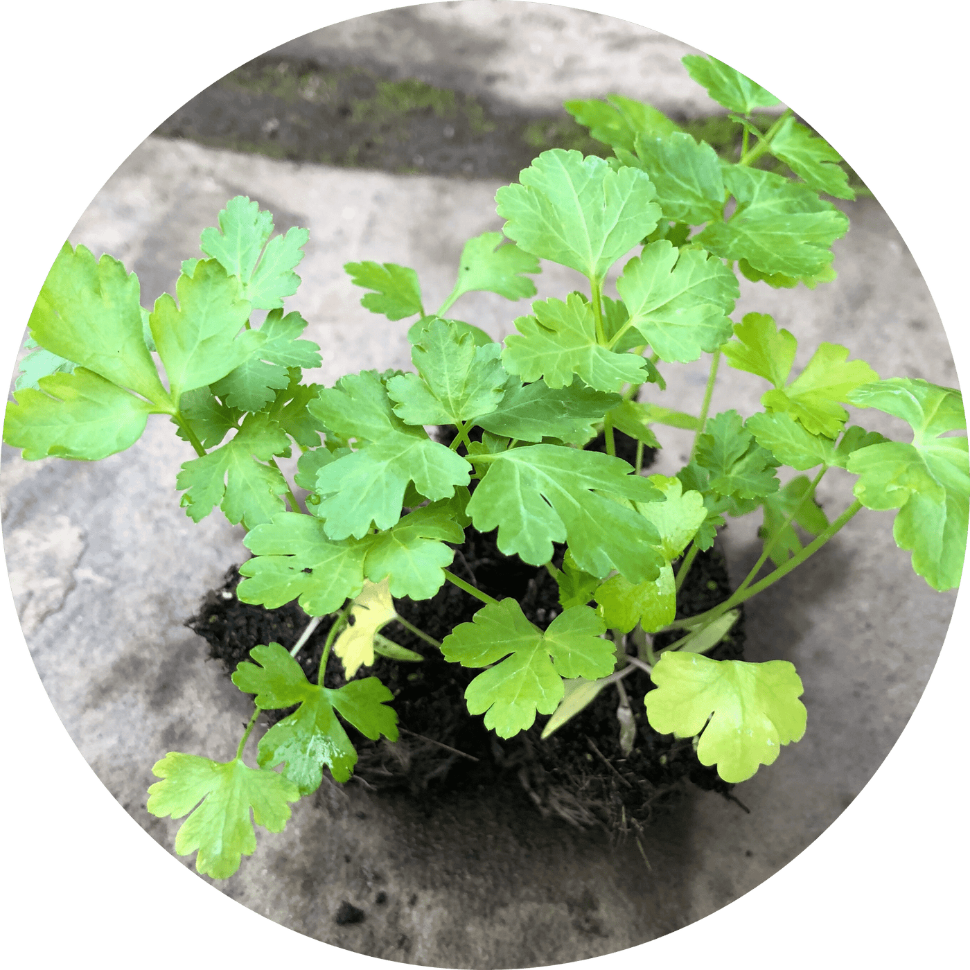 Moss Curled Parsley (Herb)