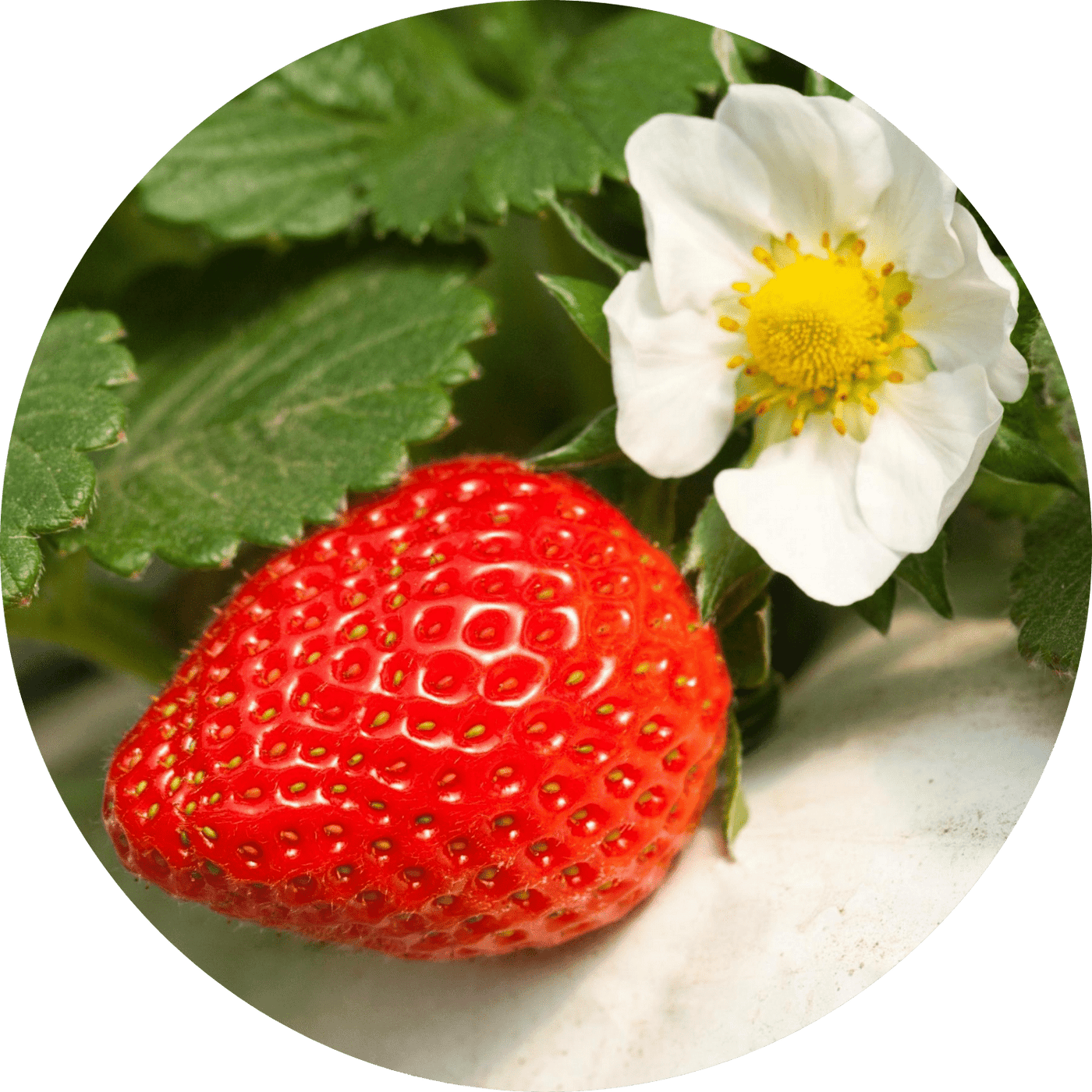 Albion Strawberry - 4"