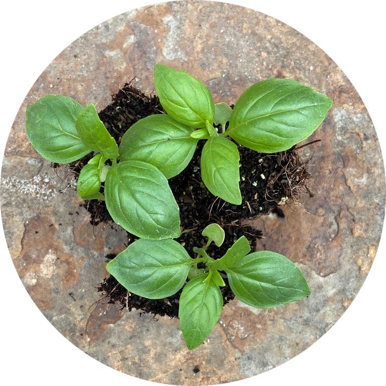 Genovese Basil