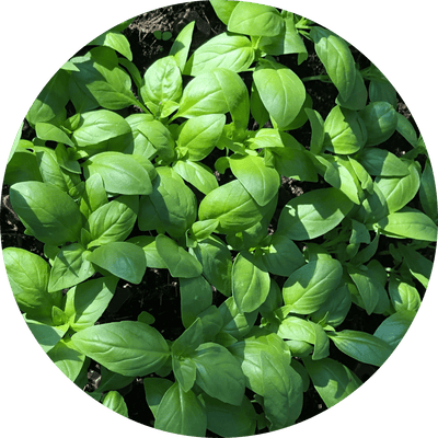 Genovese Basil