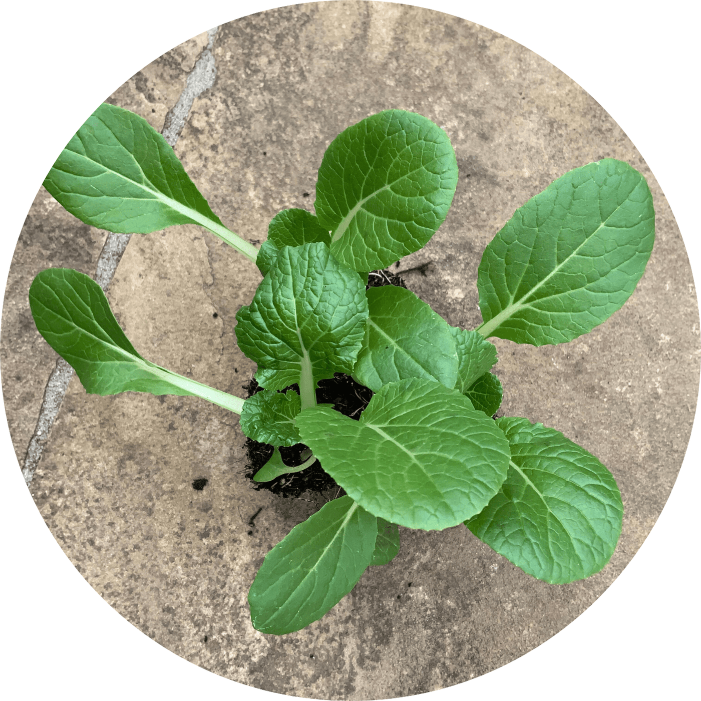 Bok Choy (Leafy Green) Planted Places