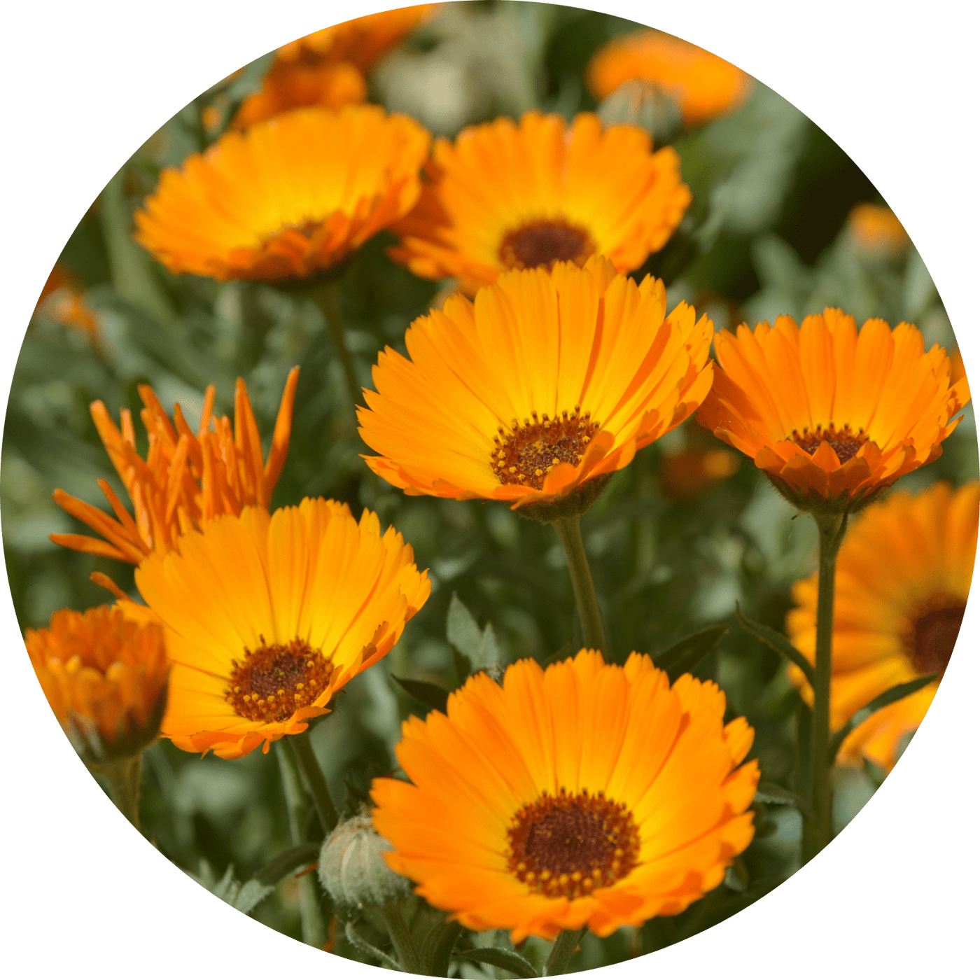 Calendula (Floral)