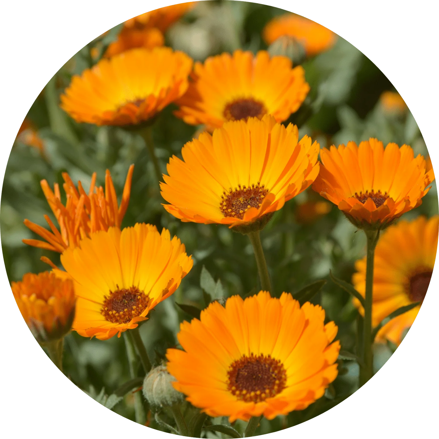 Calendula