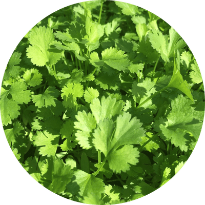 Cilantro (Herb)