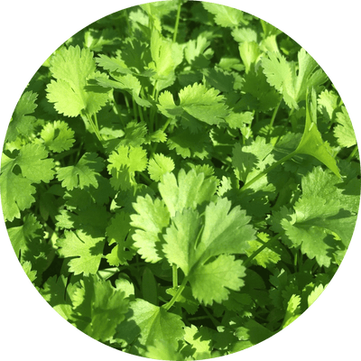 Cilantro