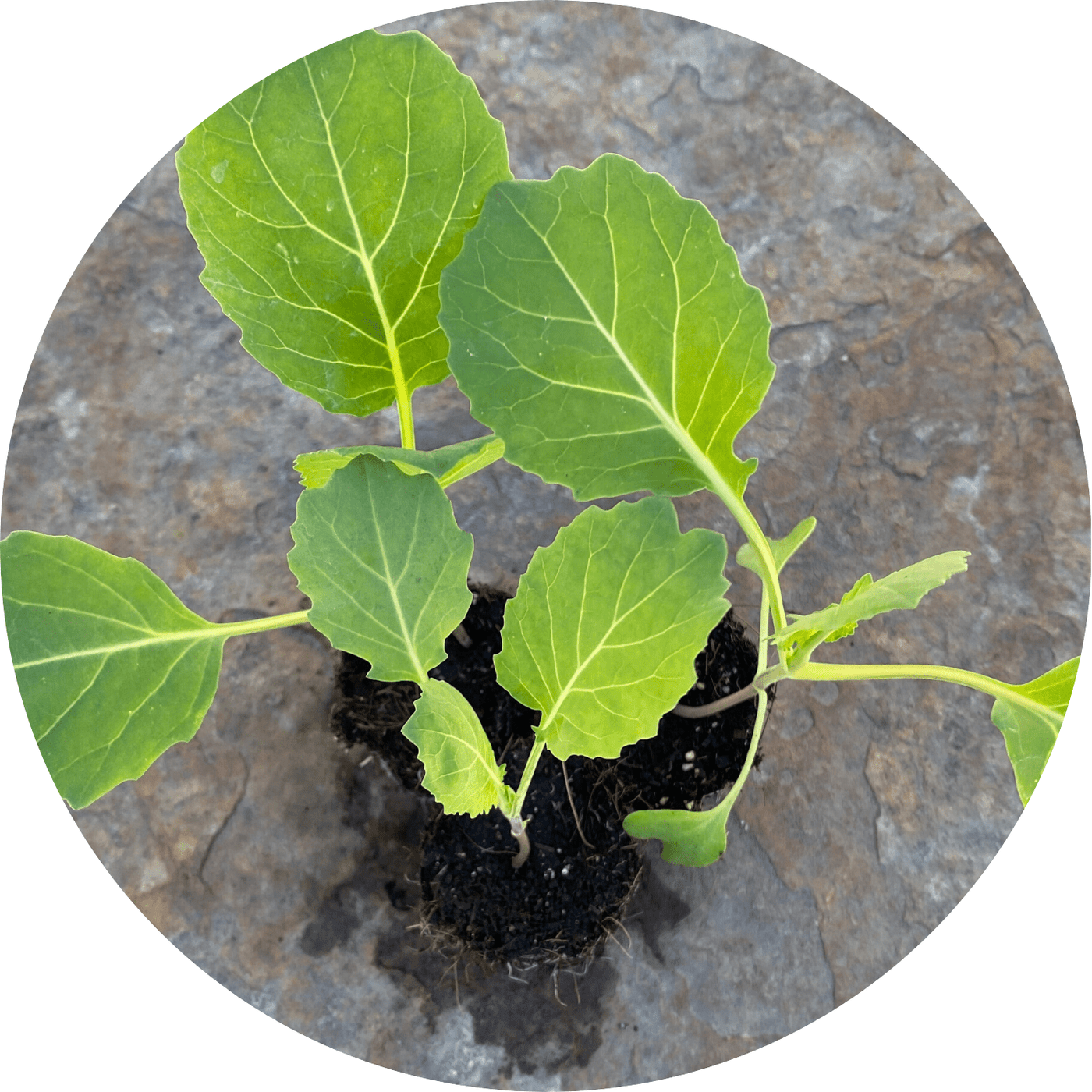 Collards (Leafy Green)
