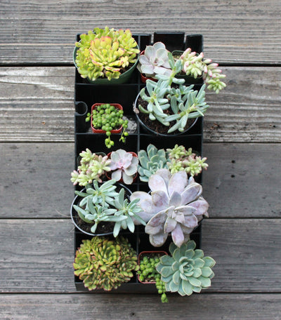 Confetti Succulent Planter Kit hanging on wall 18"x8.5"