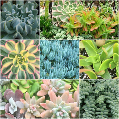 Succulent Plants - Confetti Color Collection
