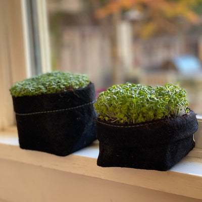 Microgreen Kit