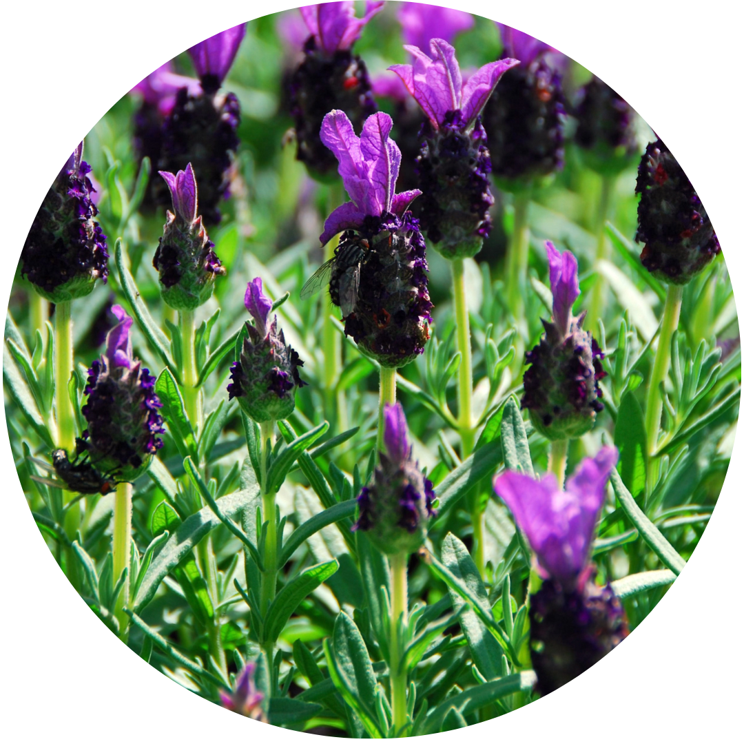 French Lavender (Herb)