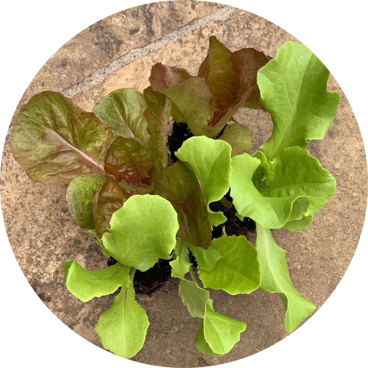 Green Butterhead (Lettuce)