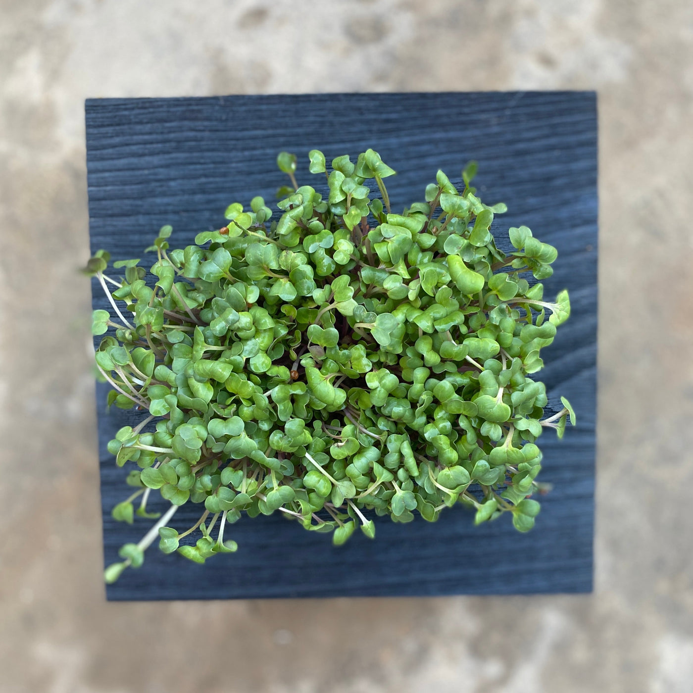 Microgreen Mini Wall Planter