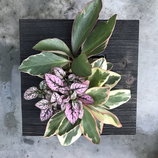 Mini Frame Planted with Leafy Plants