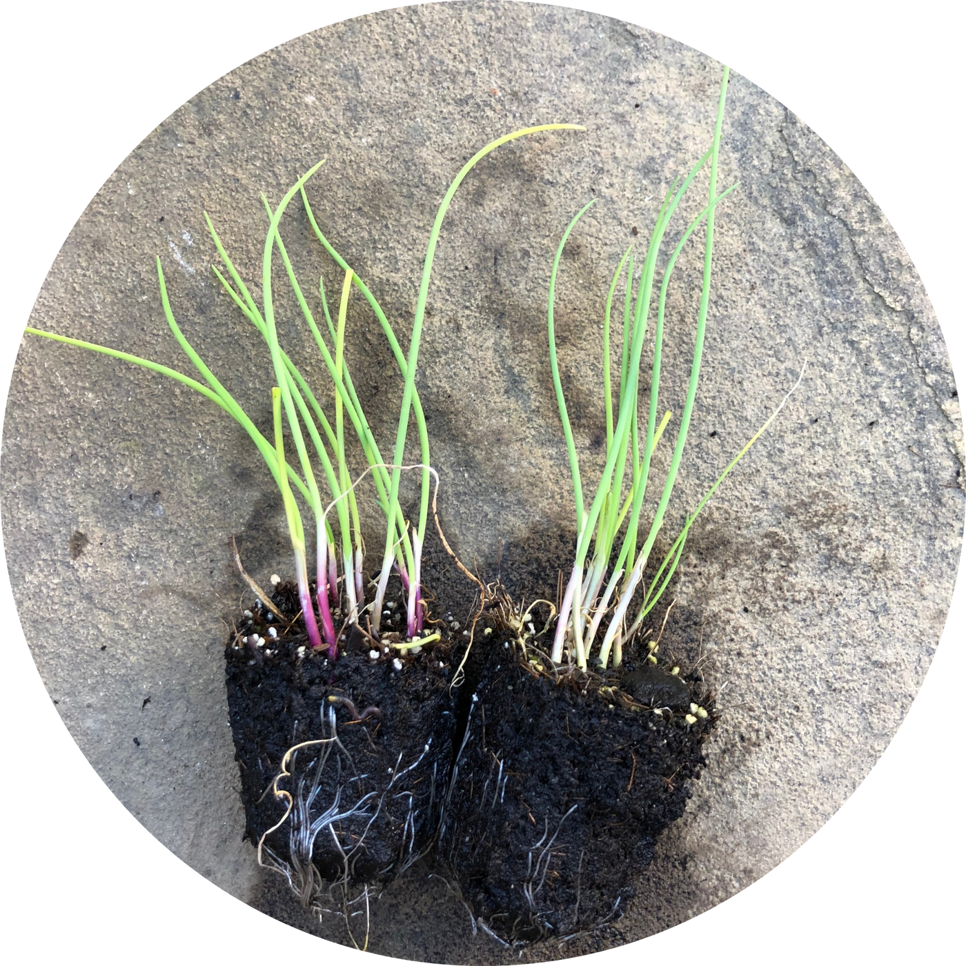 Italian Red Scallions