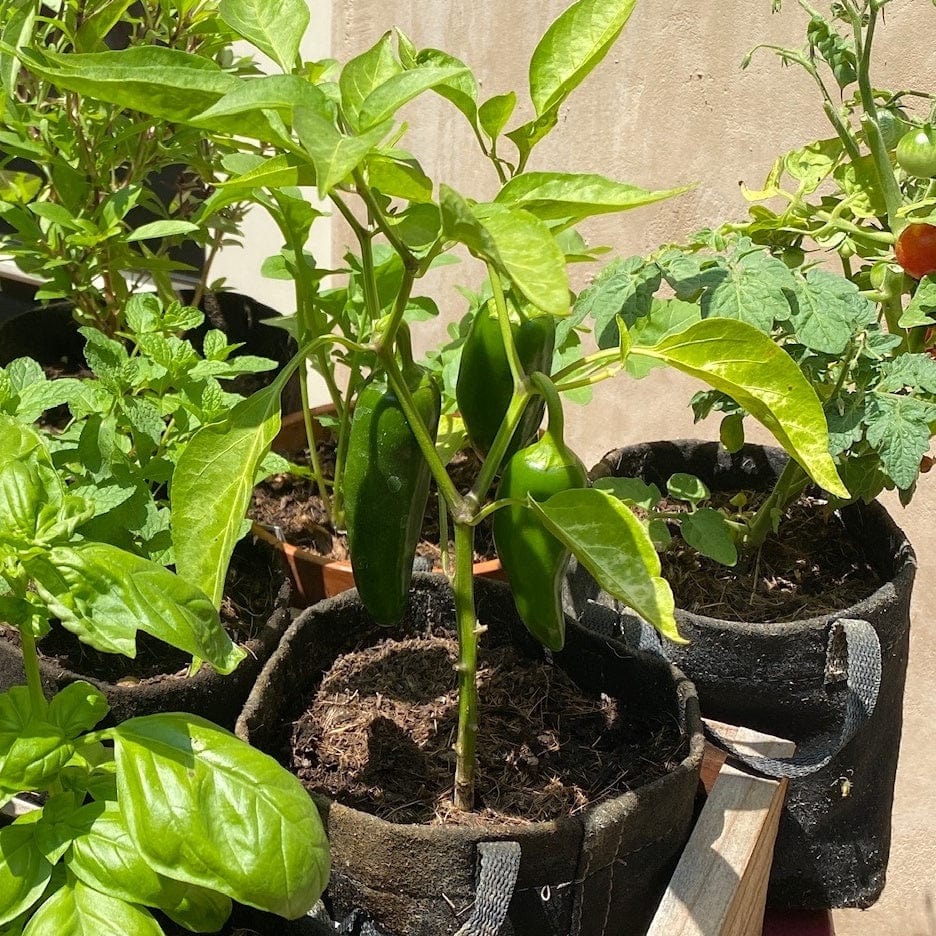Pico Pot Grow Kit