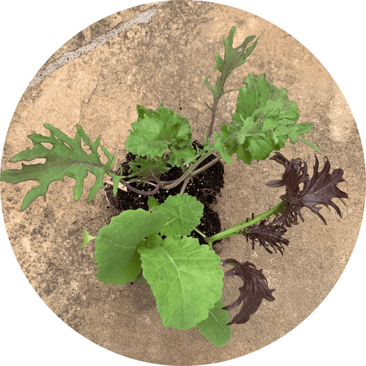Kale (Assorted)