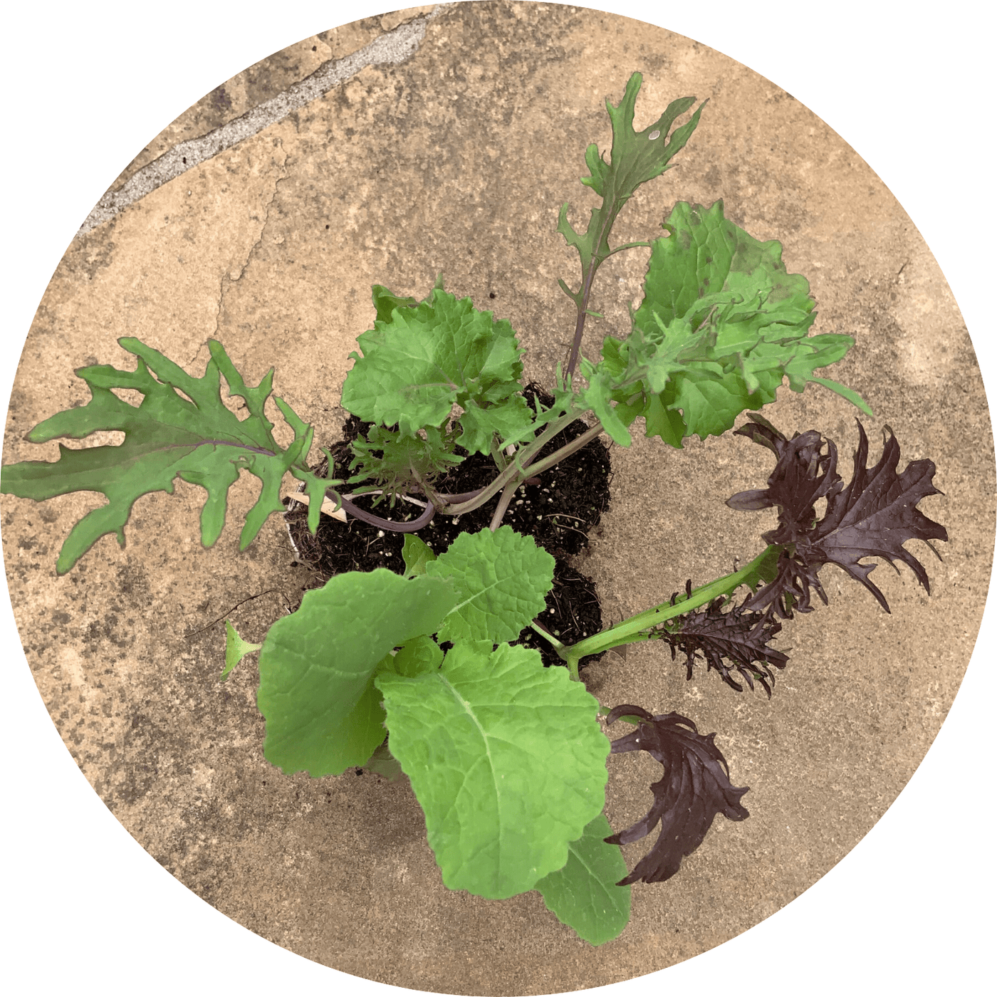 Kale (Assorted)