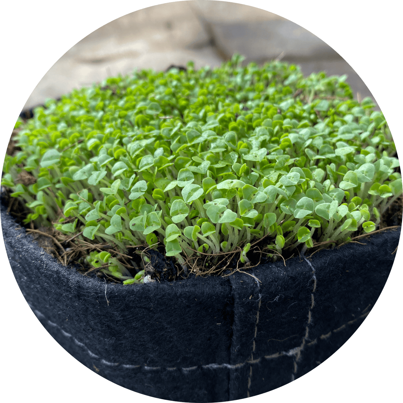 Microgreen Kit