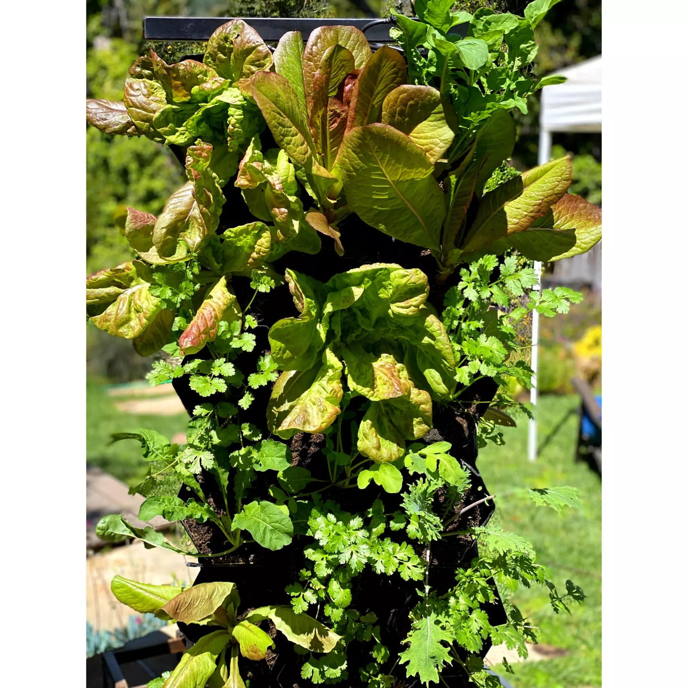 Specialty Lettuce 6-Pack Garden Bundle