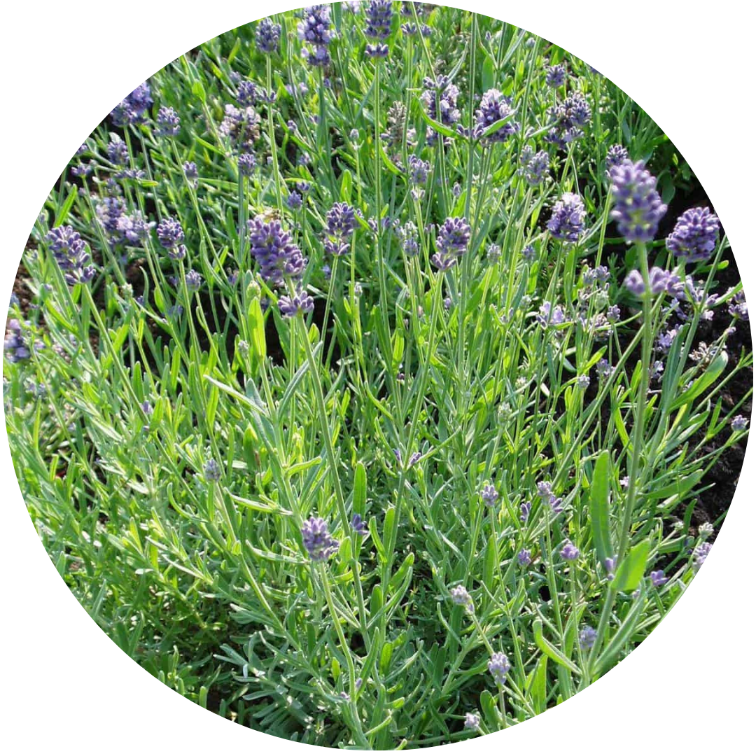Lady Lavender (Herb)