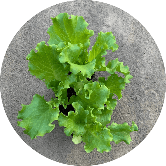 Leaf Lettuce