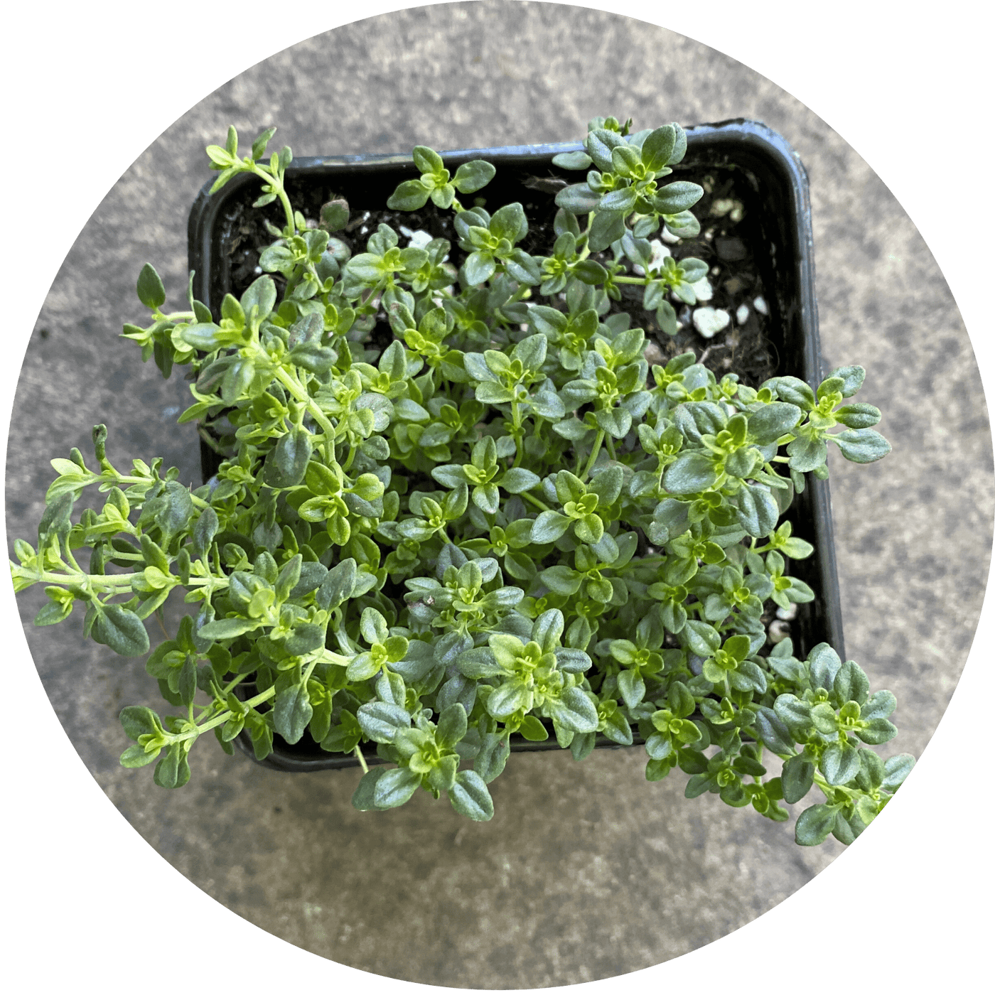 Lemon Thyme