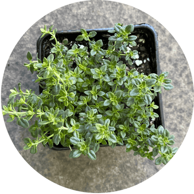 Lemon Thyme