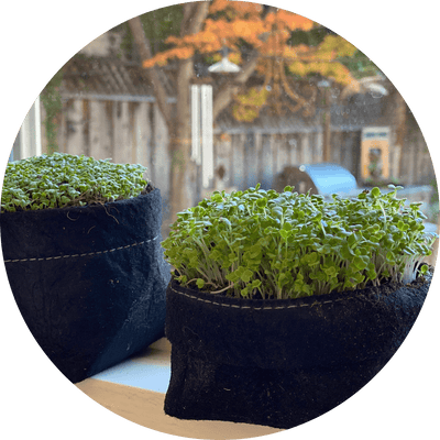 Microgreen Kit