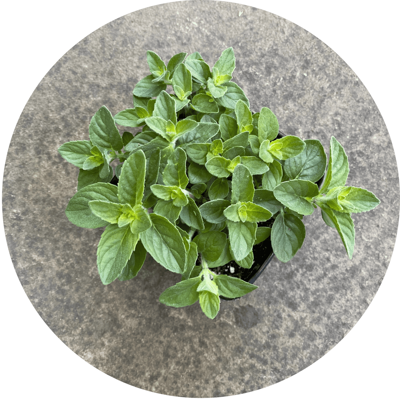 Mint (Herb)
