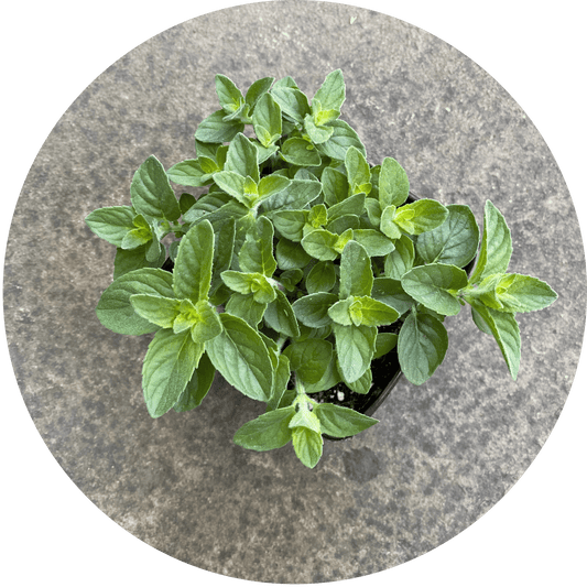 Lime Mint