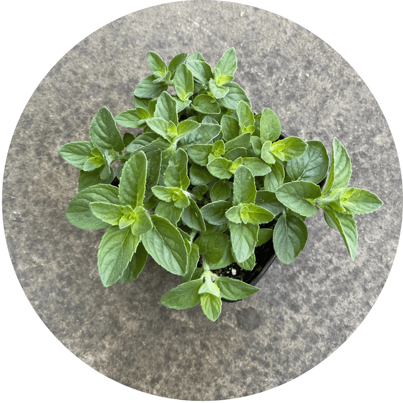 Lemon Mint