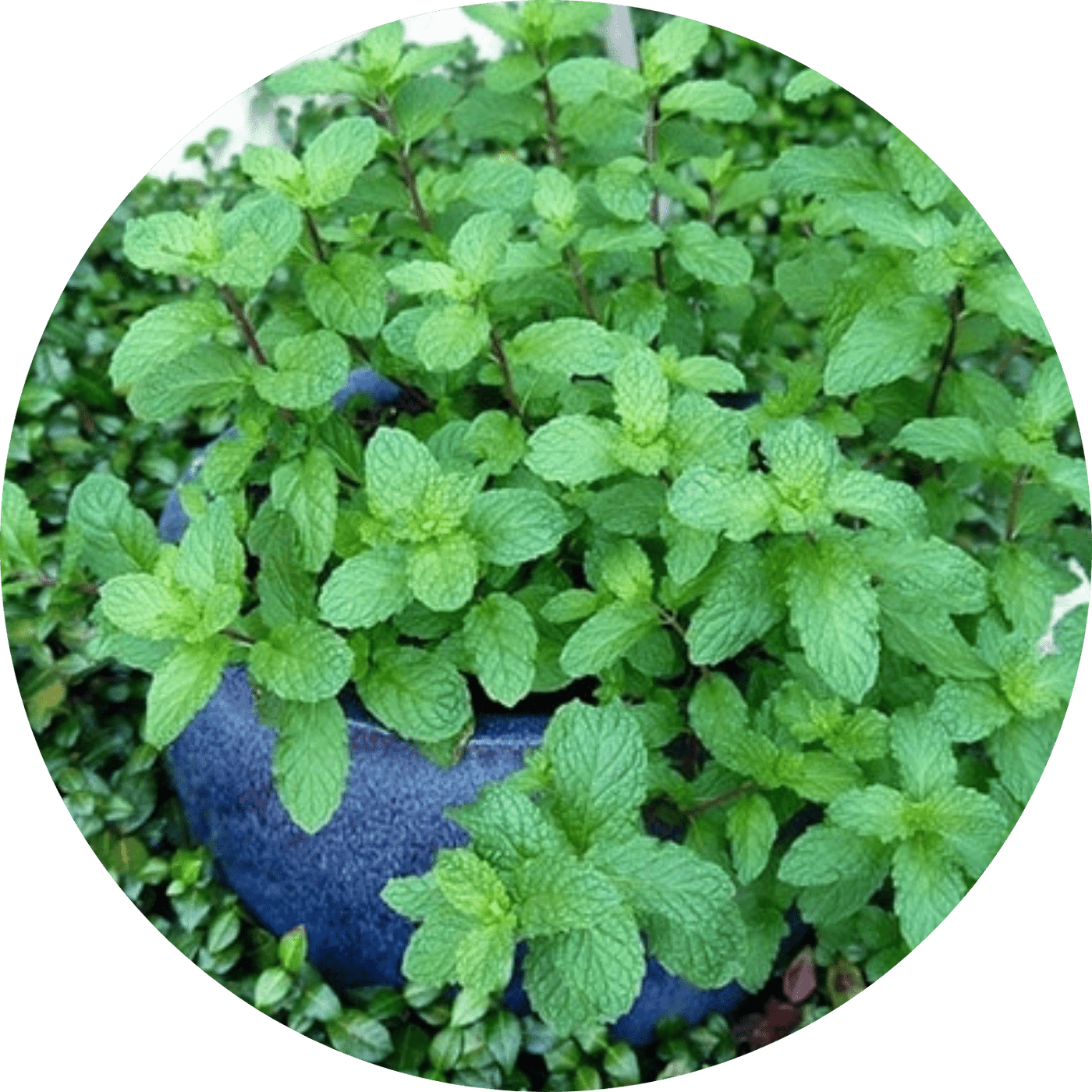 Mojito Mint (Herb)
