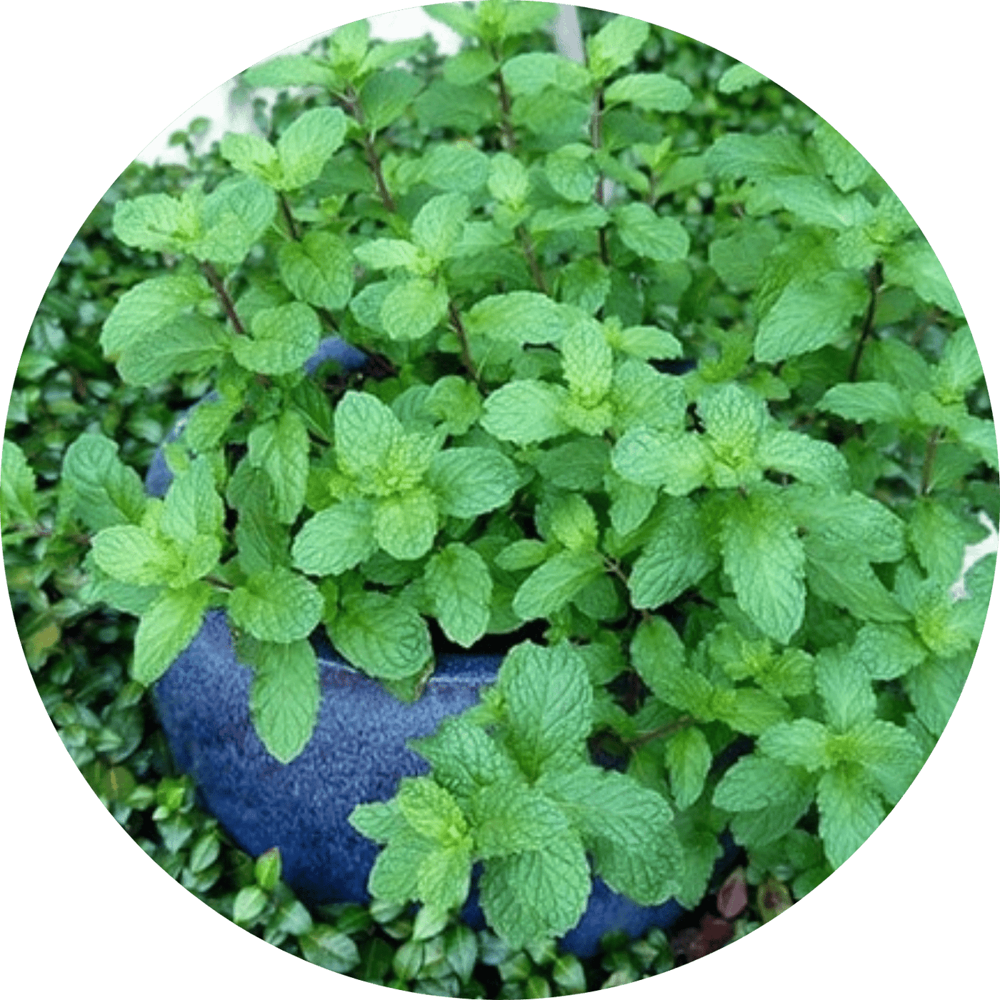 Mojito Mint