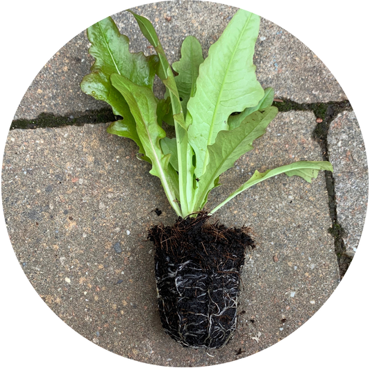 Morgana Leaf Lettuce