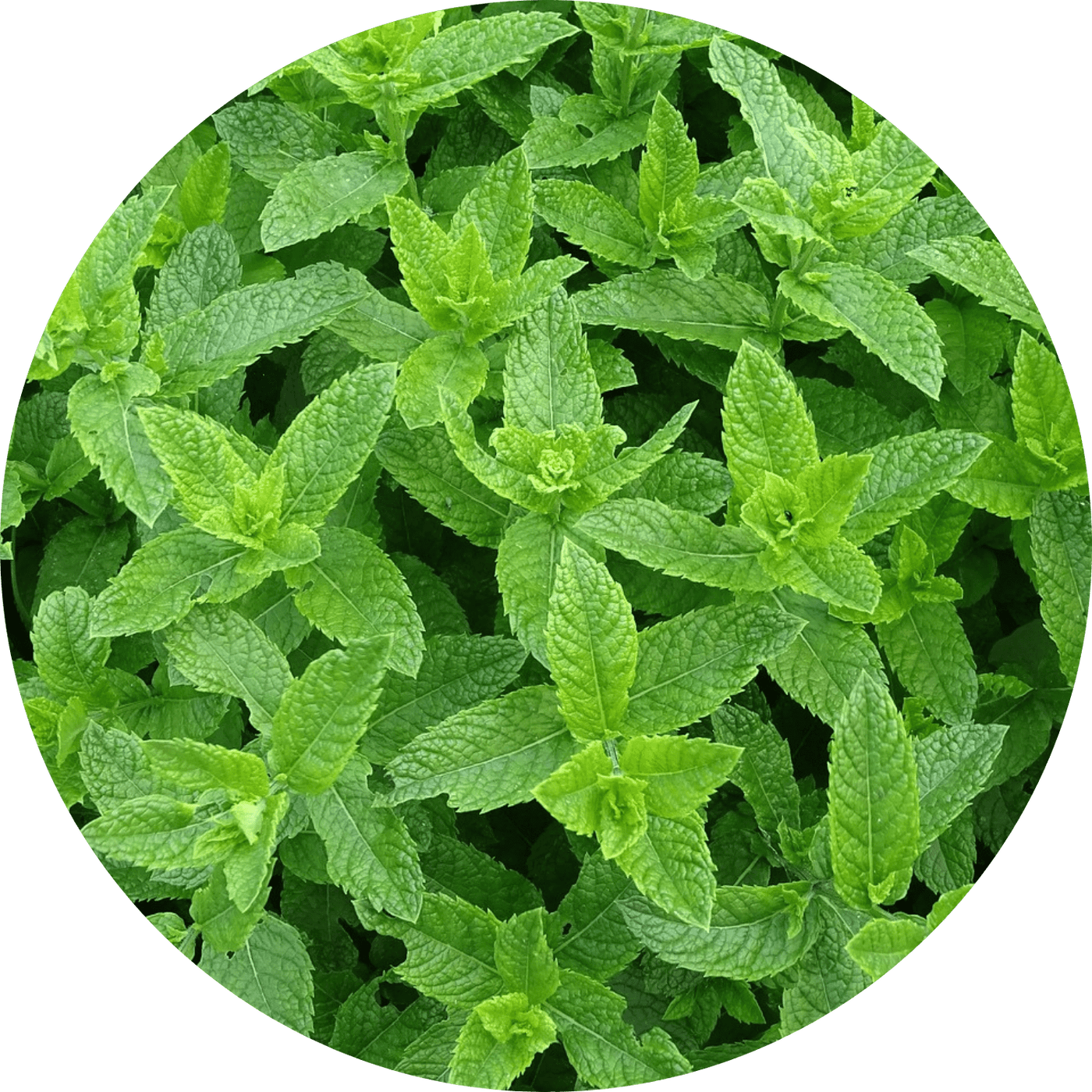 Moroccan Mint (Herb)