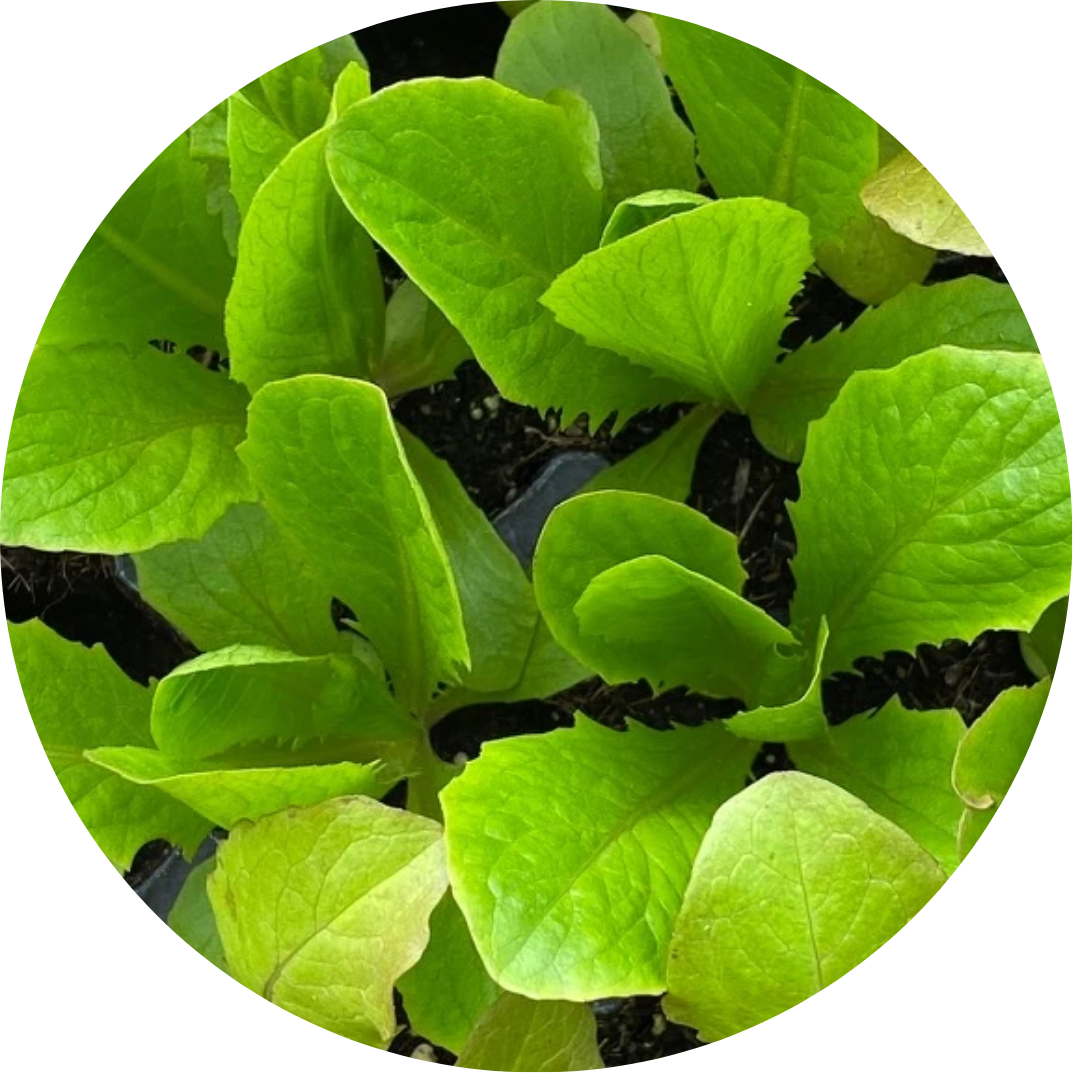 specialty-lettuce-6-pack-garden-bundle-planted-places