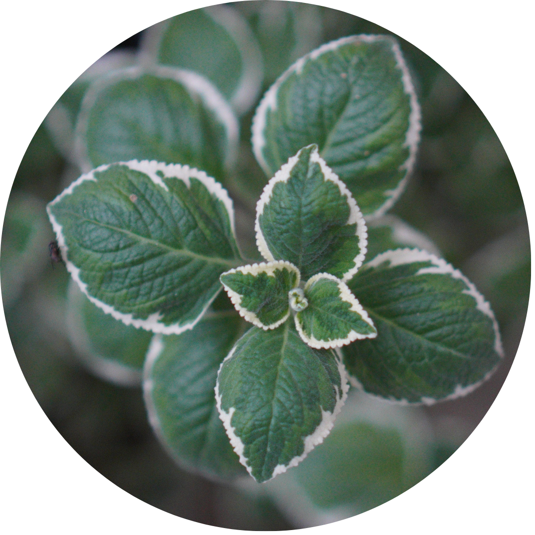 Cuban Oregano (Herb)