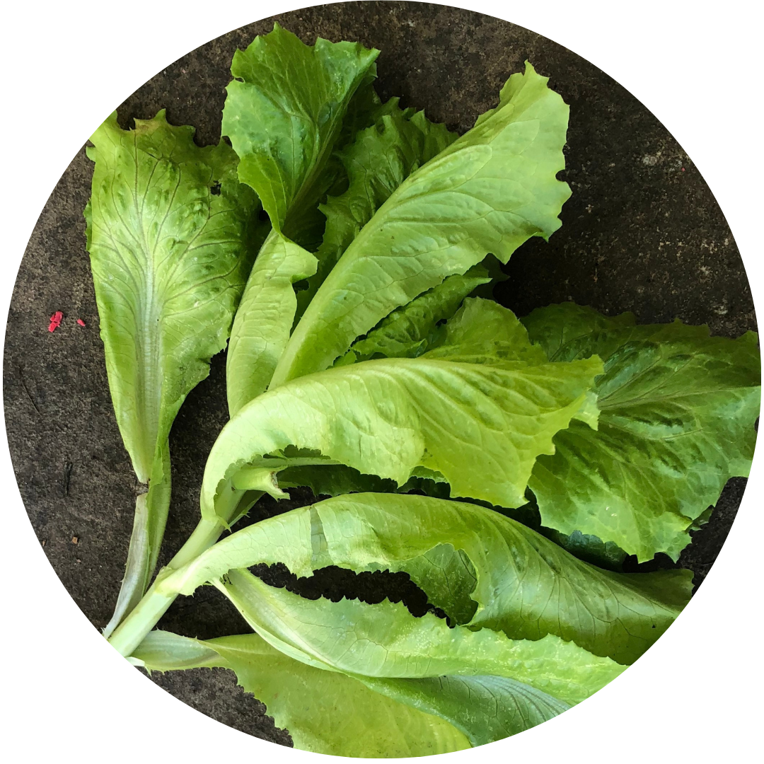 Hanson Red Crisphead (Lettuce)