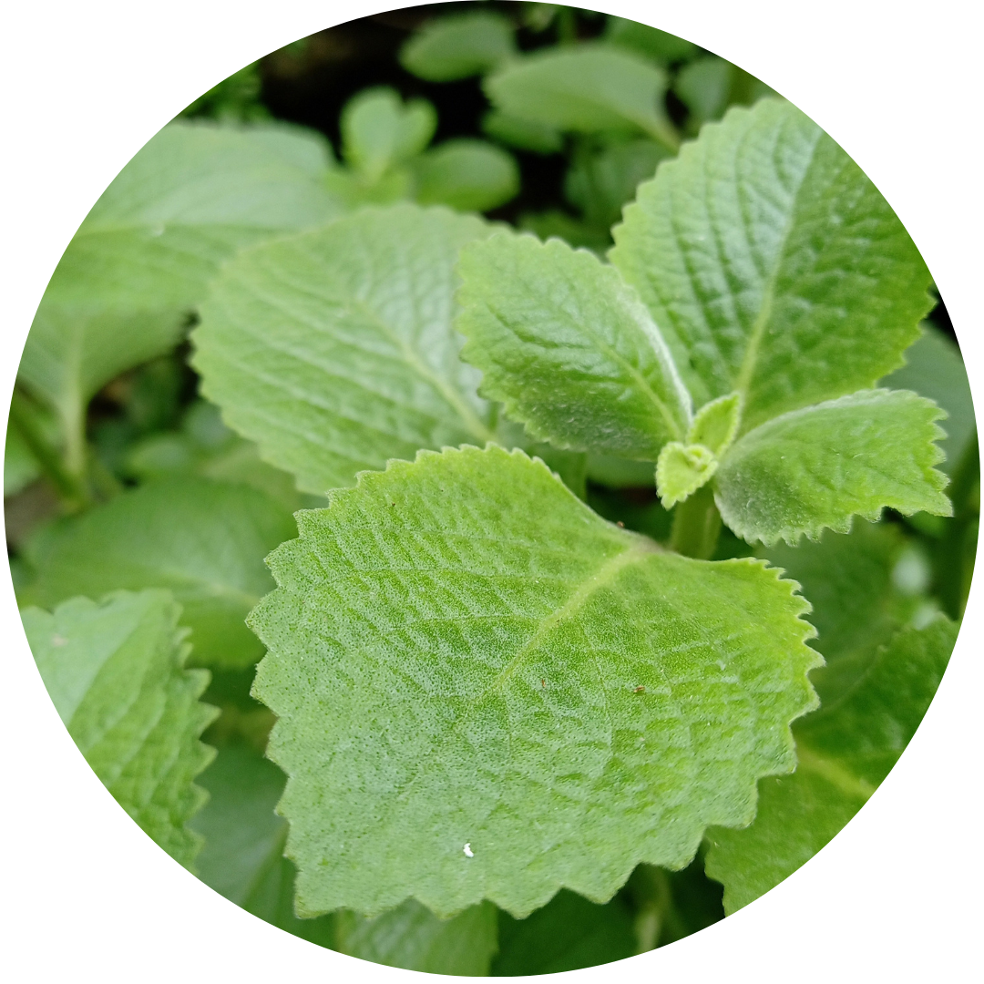 Hot and Spicy Oregano