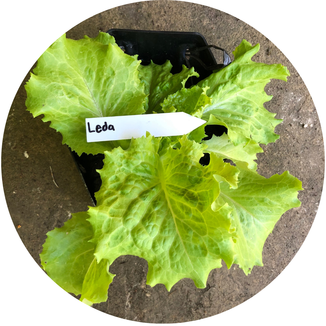 Leda Crisphead (Lettuce)