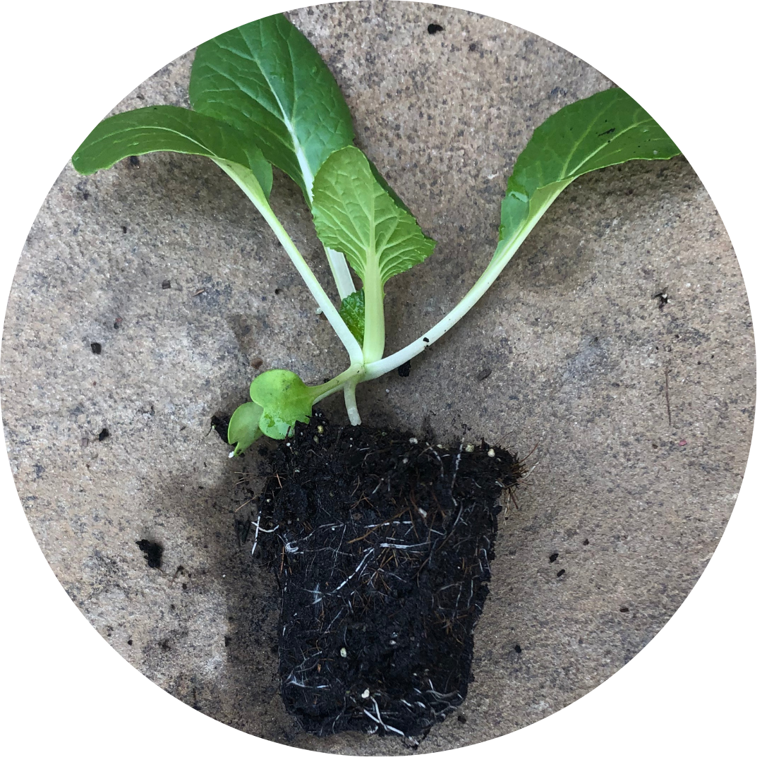 Bopak (Leafy Green)