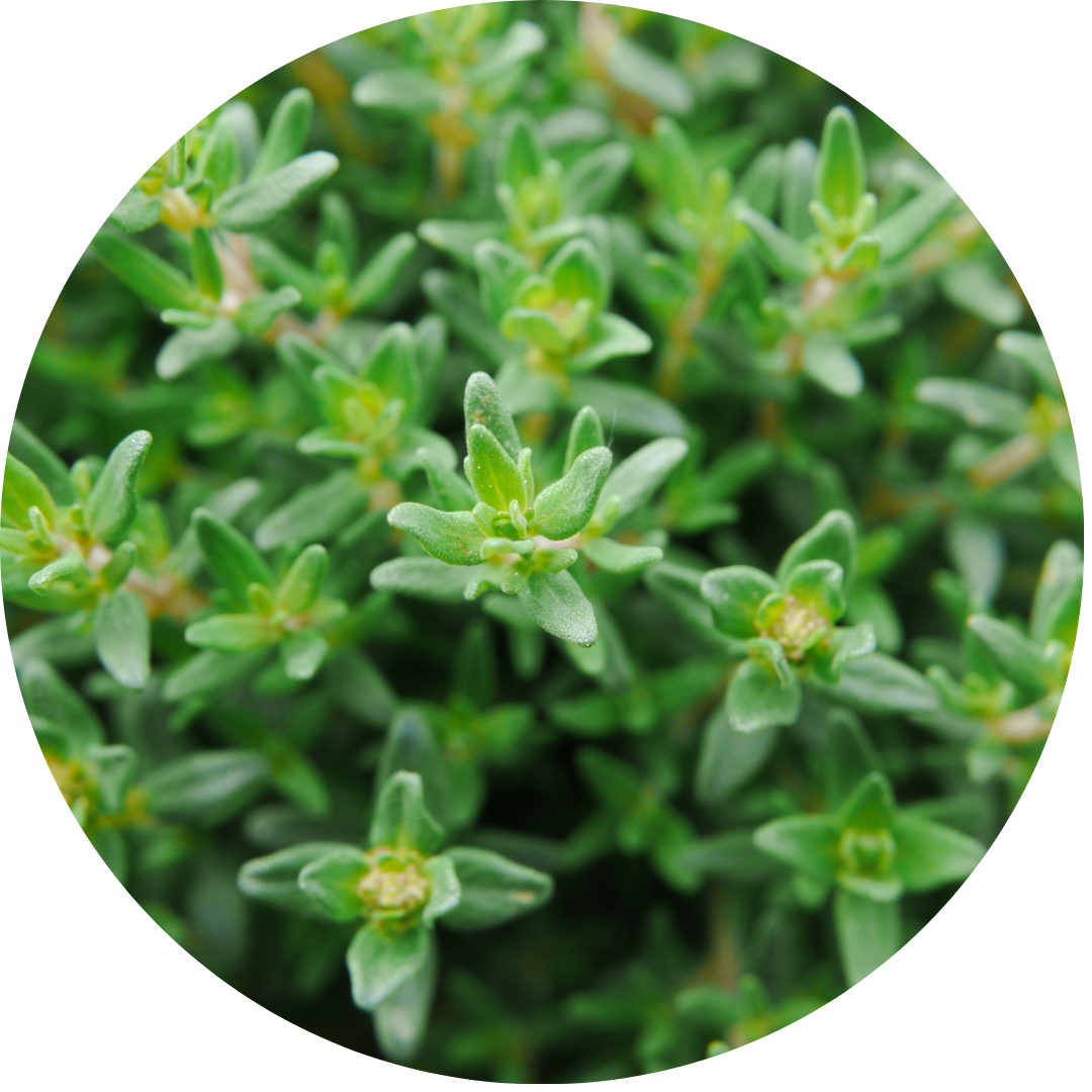 English Thyme (Herb)