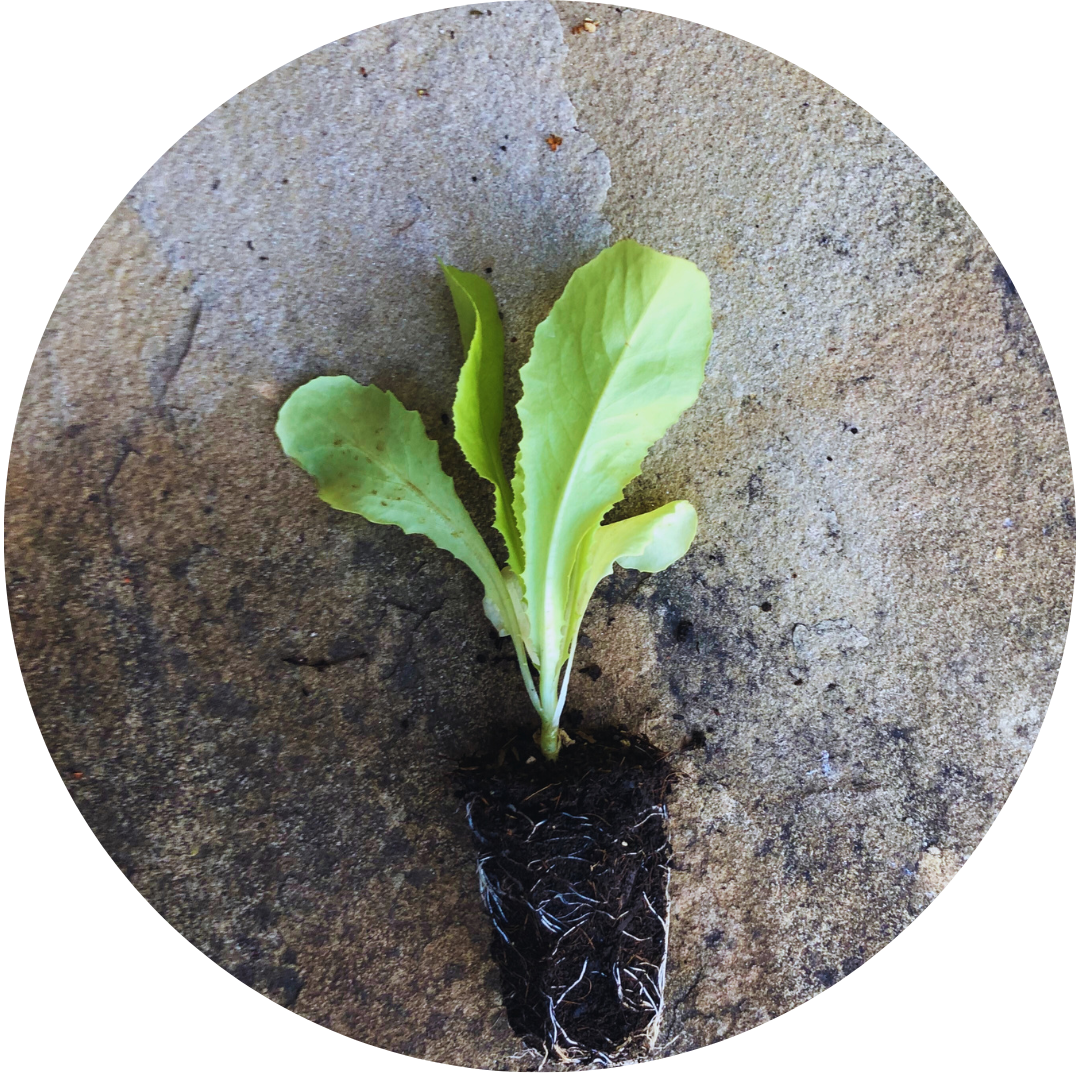 Optima Butterhead (Lettuce)