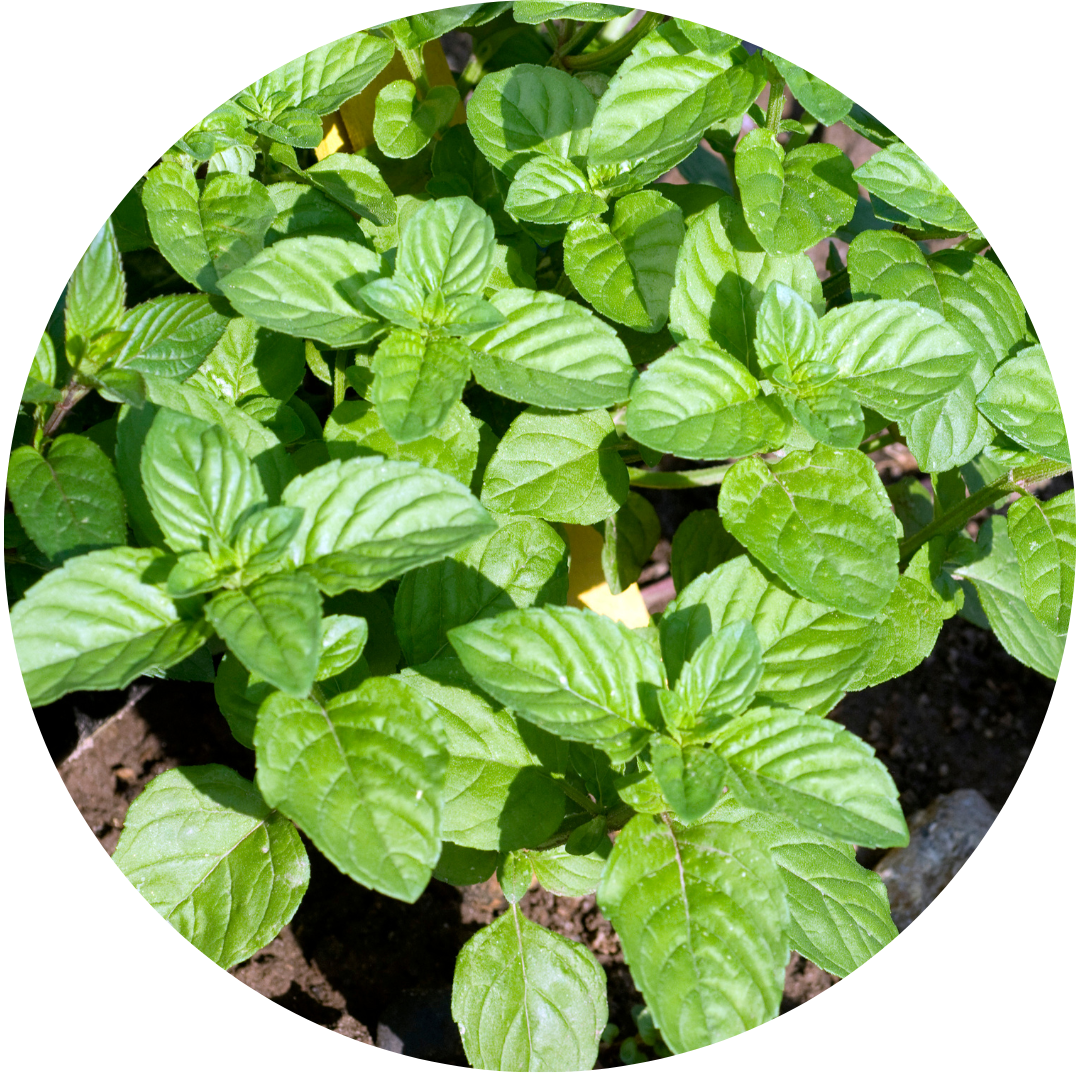 Orange Mint