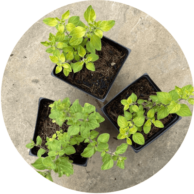 Oregano