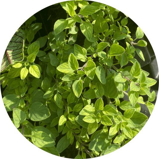 Oregano