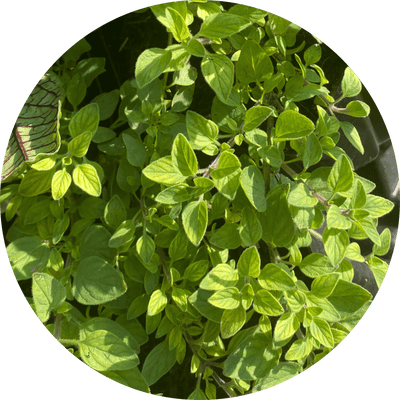 Italian Oregano (Herb)