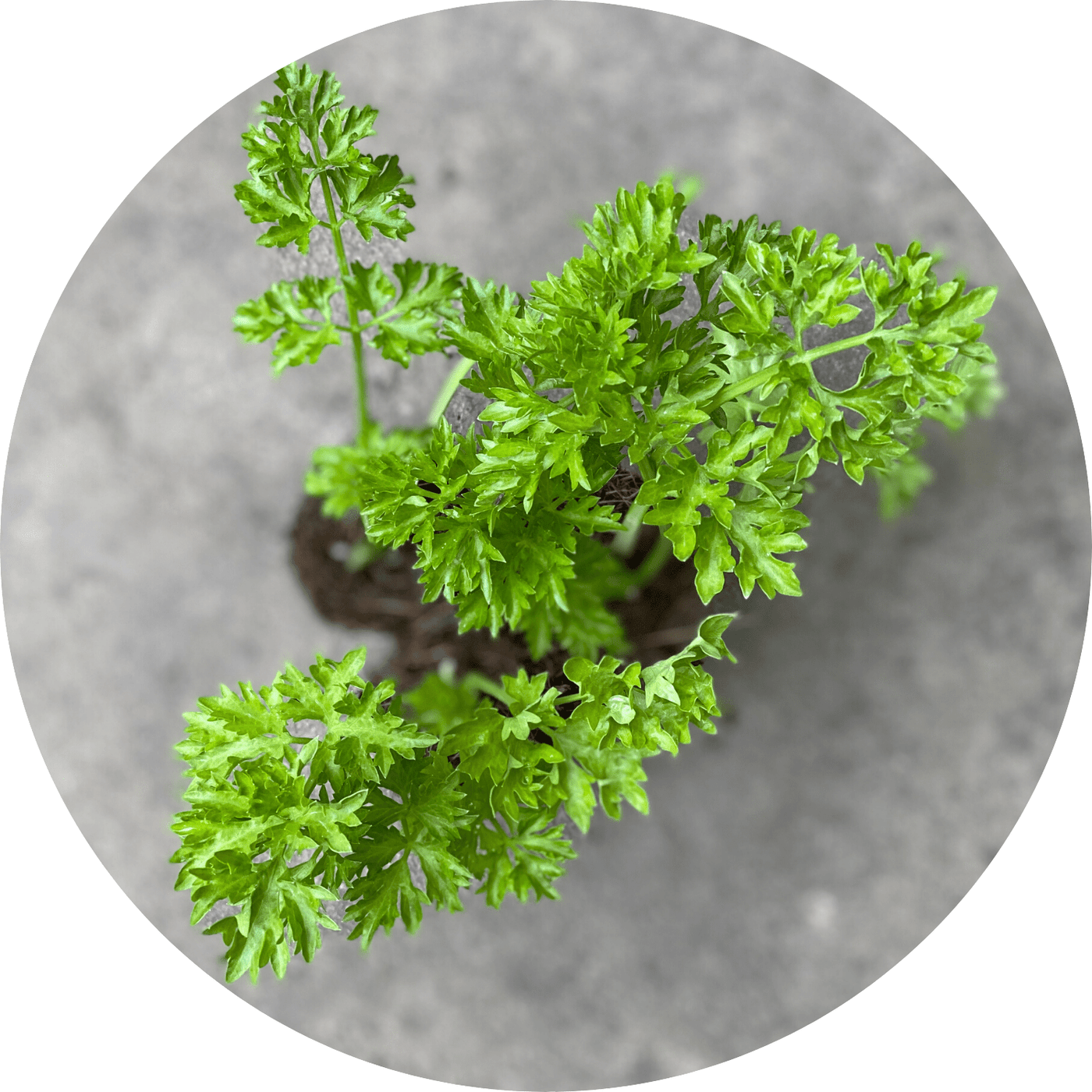 Par-Cel (Herb)