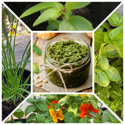Pesto Pot Grow Kit